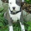 7 wks old