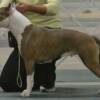 Conformation Show 2011
Officially Grand Champion in UKC