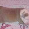 2 wks old