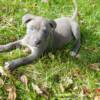 4 weeks old