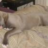 Memphis @ 1 yr old