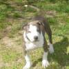 Tsunami @ 10wks Old