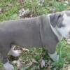 Tsunami @ 7.5wks old